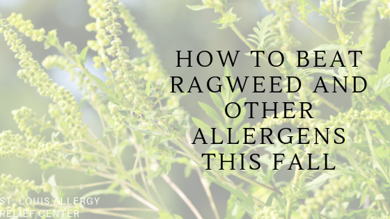 ragweed allergies