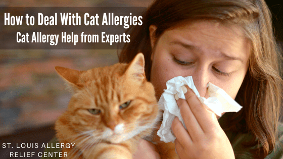 How to deal with cat allergies